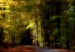 jesenna cesta lesom.jpg
